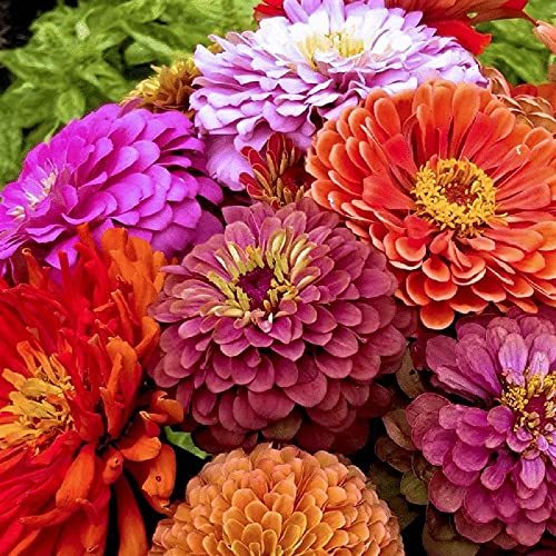 Equisite Zinnia 200+ Seeds Beautiful Bright Crisp Colors