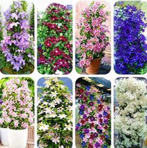 100 seeds MIxed 9 Types of Clematis Seeds