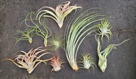 5 Pack Assorted Tillandsia Live Air Plant - £9.75 GBP