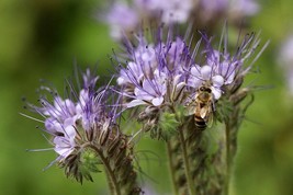 Honey plant, Lacy Phacelia 400+seeds, Tansy Flower, Wild Flower Seeds, Honey bee - £4.85 GBP