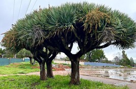 VP Draco, Dragon Tree, Dracaena Draco - 10 Seeds 2023 - Usa - $9.19