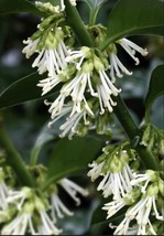 Fresh Fragrant Sweet Box Sarcococca Ruscifolia - 8 Seeds 2023 - Usa - £18.22 GBP