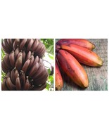 Cuban Red Banana Live Plant - £52.57 GBP