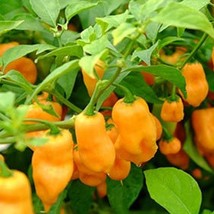 50 Hot Pepper Habanero Seeds Fresh USA Shipping - $13.30