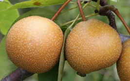 25 Niitaka Pear Seeds USA  - $11.61