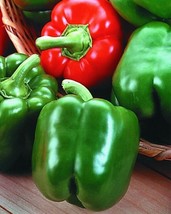 20 Yolo Wonder Sweet Pepper Seeds Nongmo Heirloom GenuineS - £6.59 GBP