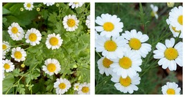 200 Pyrethrum Daisy Seeds a natural insect deterrent INTERNATIONAL SHIP - £18.35 GBP