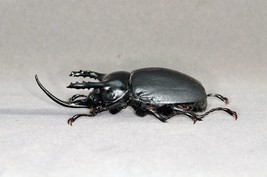 Beckius Beccarii Handmade Beetle Model Fine Insect Figurine Bugs - £35.48 GBP