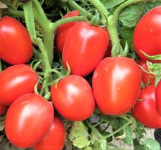 Rio Grande Tomato Seeds 100 Seeds Nongmo 4 Items From US  - £6.62 GBP