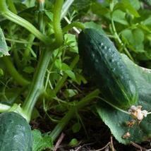 Spacemaster Cucumber Seeds Non-GMO,Cucumber Seeds - £2.32 GBP