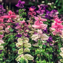 75 Tricolor Clary Sage Mix Blue Pink White Salvia Viridis Horminum Herb Flower S - £11.19 GBP