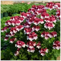 Perennial Plant seeds Mixed Geranium Plant sseds For Planting - $6.00
