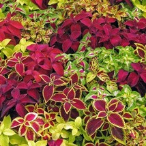 Coleus Rainbow Mix Seeds Great in Shade Garden or Houseplant - Painted N... - £4.87 GBP