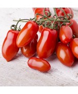 50 SEEDS NAPOLI ITALIAN PASTE TOMATO GROW QUICK USE HEIRLOOM SEEDS - $8.35