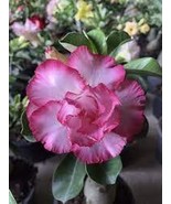 2 PCS Seeds Pink Lover Water Pink White Desert Rose Adenium With Rose Pi... - €9,80 EUR