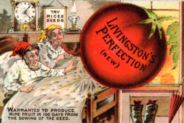 Livingstons Perfection Giant Tomato Rice Seeds Antique Trade Card - $10.48