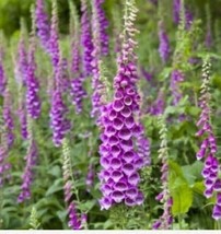 ArfanJaya Foxglove Purple Flower Seeds - £6.49 GBP