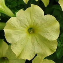 Sophistica Lime Green 15 Pelleted Petunia Seeds Garden USA Seeds - $10.00