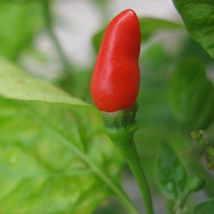 Ship From Us Pepper Hot Small Red Chili SEEDS- 8 Oz Seeds Packet -NON-GMO TM11 - £234.37 GBP
