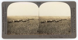 c1900&#39;s Real Photo Stereoview Poland China Hogs Feeding on Alfalfa in Kansas - £7.46 GBP