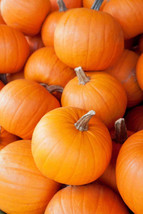 Garden Store 45 Small Sugar Pumpkin Seeds Great For Pie - £6.62 GBP