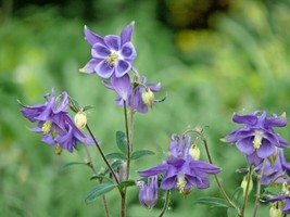 SGHOST 100 Dwarf Columbine Seeds Perennial Wildflower Shade Garden Patio Contain - $10.61