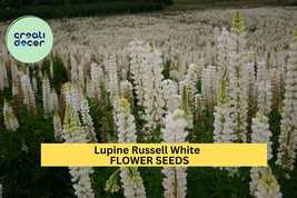 Russell White Lupine Seeds – Lupinus polyphyllus – 500mg (~20 Seeds), Ta... - $5.85+