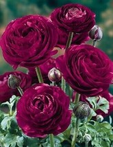 Ranunculus Aviv &#39;Purple&#39; Persian Buttercup 10 bulbs per order - £7.65 GBP