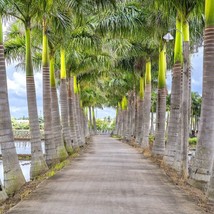 10 Florida Royal Palm Roystonea Regia Tree Houseplant Seeds US Fast Ship... - $269.95 MXN