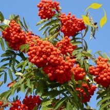 SEPTH Rowan European Mountain Ash Plant Tree Seeds (Fast Fall Color) Size: 10-10 - £4.19 GBP