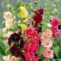 22 Seeds Hollyhock Summer Carnival Mix Garden Fresh USA Shipping - $4.07