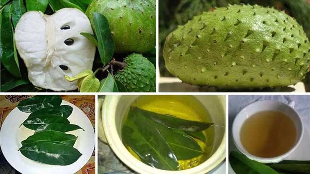 25 FRESH Organic Soursop Leaves hojas Guanbana WHOLE LEAF graviola FROM ... - $26.86