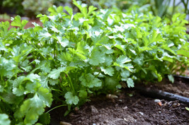 100 Cilantro Seeds Leisure Splits Seeds Gardening USA SHIPPING - £8.42 GBP