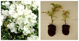 starter/plug Plant Well Rooted White Stripe Live Variegated Bougainvillea - £35.30 GBP