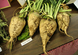 Beet Sugar Make Your Own Sugar 110 Seeds  From US - £5.19 GBP