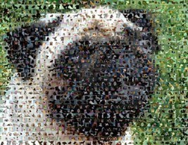 Amazing Pug Dog Montage Limited Edition art print COA - £9.05 GBP