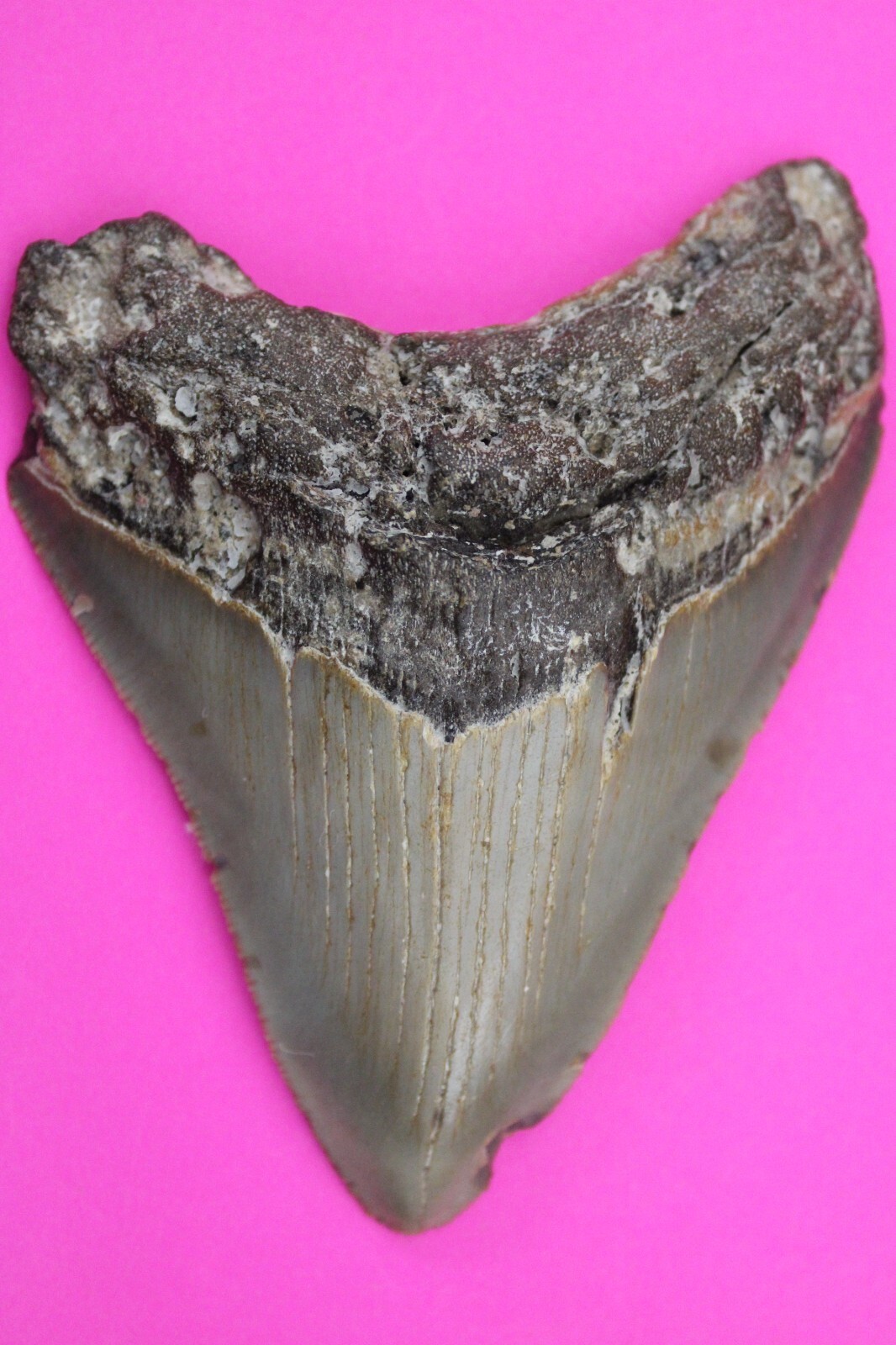 Authentic Megalodon Shark Tooth 3.84 Inches 91 Grams Fossil Dino Girl CO... - $115.99
