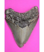 Authentic Megalodon Shark Tooth 3.84 Inches 91 Grams Fossil Dino Girl CO... - $160.92 CAD