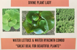 4 MEDIUM Water Hyacinth &amp; 4 MED Water Lettuce - £24.84 GBP