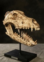 Dire Wolf Skull Fossil Museum Replica 14&quot; Cold Cast Resin | GoT Stark Sigil - $1,010.49
