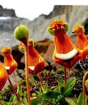 30 Seeds/Pack Calceolaria Uniflora Flower Seeds Alpine Vegetation Seeds Garden U - $8.36