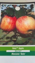 GALA  APPLE Fruit Tree Plant Live Trees Juicy Fresh Apples Home Garden Orchard - £111.20 GBP