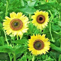 50 Lemon Queen Sunflower Seeds For Planting Fresh Seeds - £16.45 GBP