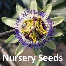 USA Seller 50 Seeds Passion Flower Passion Vine Seed Passiflora Caerulea - £14.08 GBP