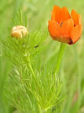 Adonis aestivalis 2,000 seeds - £21.67 GBP