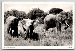 RPPC Beautiful Elephants African Wild Life c1960s Postcard G26 - £15.72 GBP