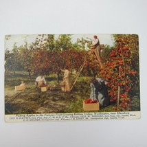 Postcard Kittitas Valley Washington Near Ellensburg Apple Picking Antique 1915 - £7.86 GBP