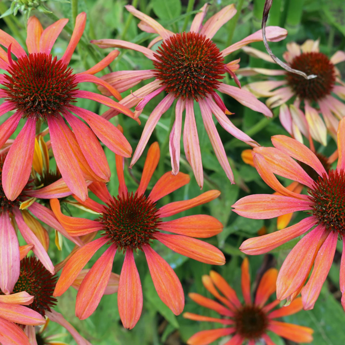 Cheyenne Spirit Orange Echinacea Perennial Coneflower 200 PCS Seeds - $7.82