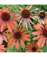 Cheyenne Spirit Orange Echinacea Perennial Coneflower 200 PCS Seeds - €6,74 EUR