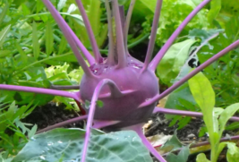 100 Pc Seeds Purple Kohlrabi Vegetable Plant, Kohlrabi Seeds for Planting | RK - £14.77 GBP